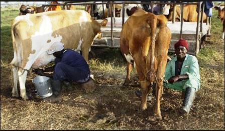 Milk in kipkelion town by African Rev.JPG